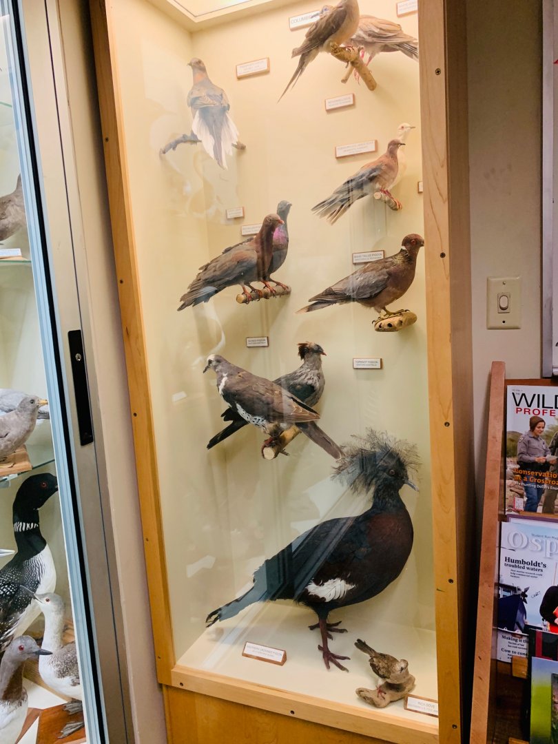 Taxidermied birds at HSU