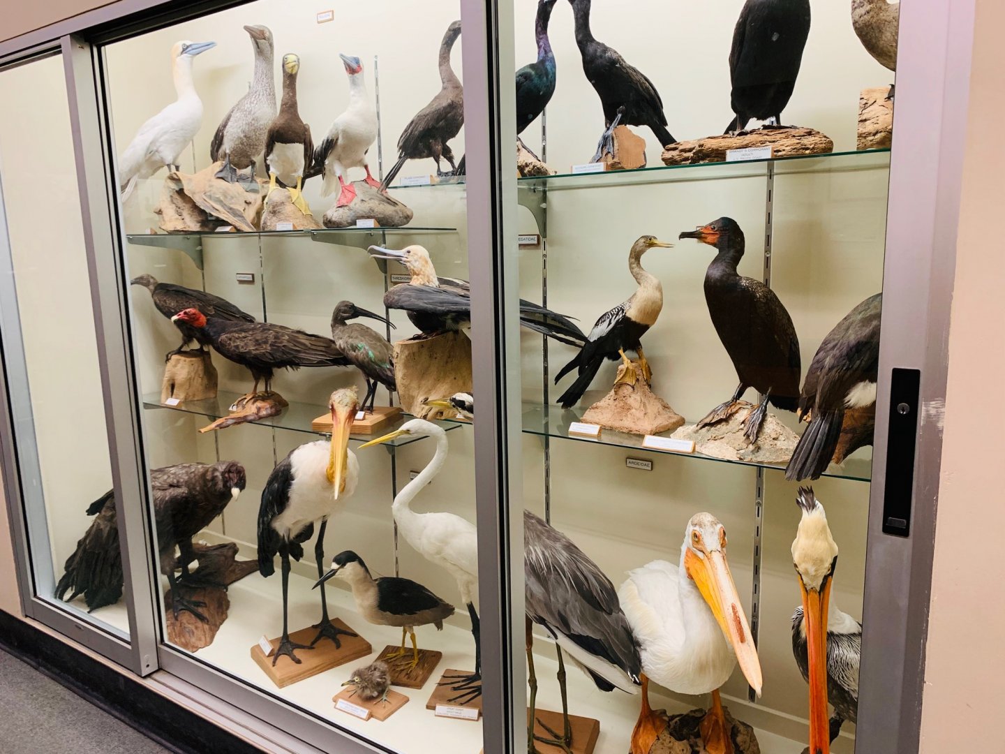 Taxidermied birds at HSU