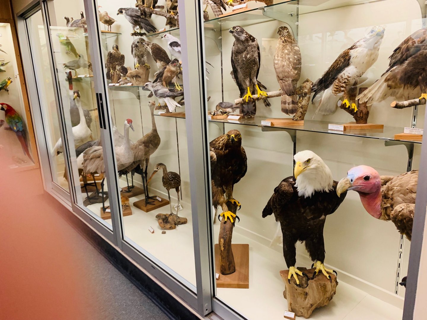 Taxidermied birds at HSU
