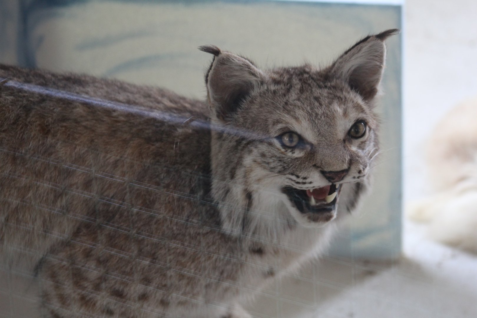Taxidermied Bobcat