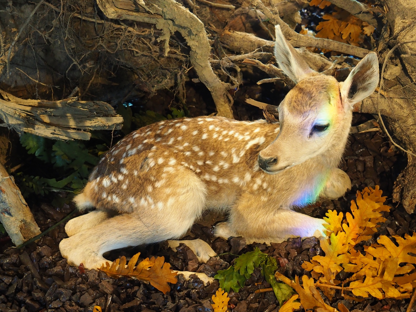 Taxidermied Central European red deer (Cervus elaphus hippelaphus) fawn (Oct 13th, 2018)