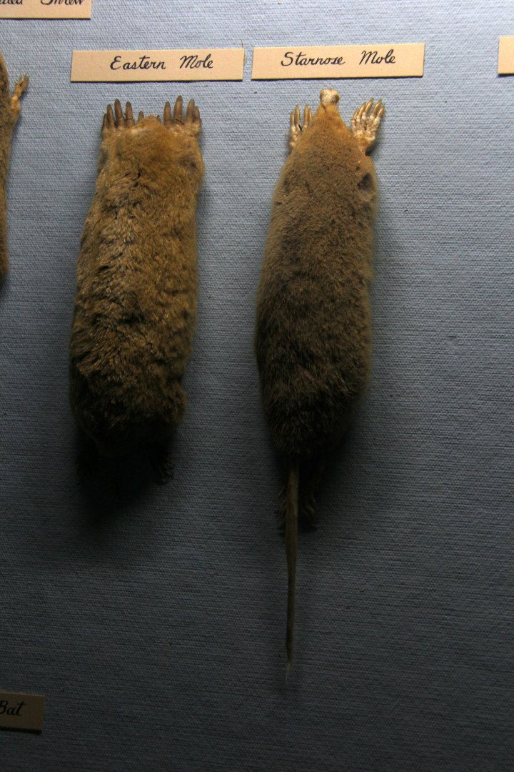 taxidermied eastern mole (Scalopus aquaticus) and star-nosed mole (Condylura cristata)