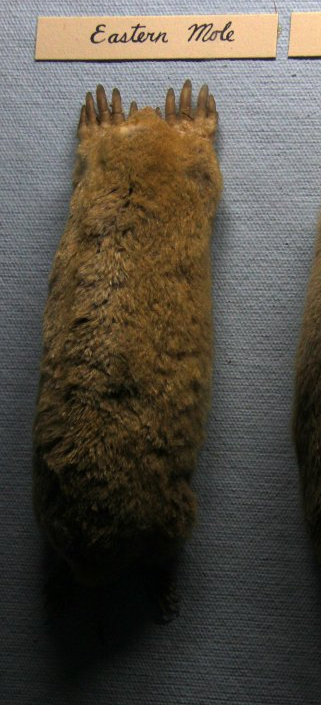taxidermied eastern mole (Scalopus aquaticus)