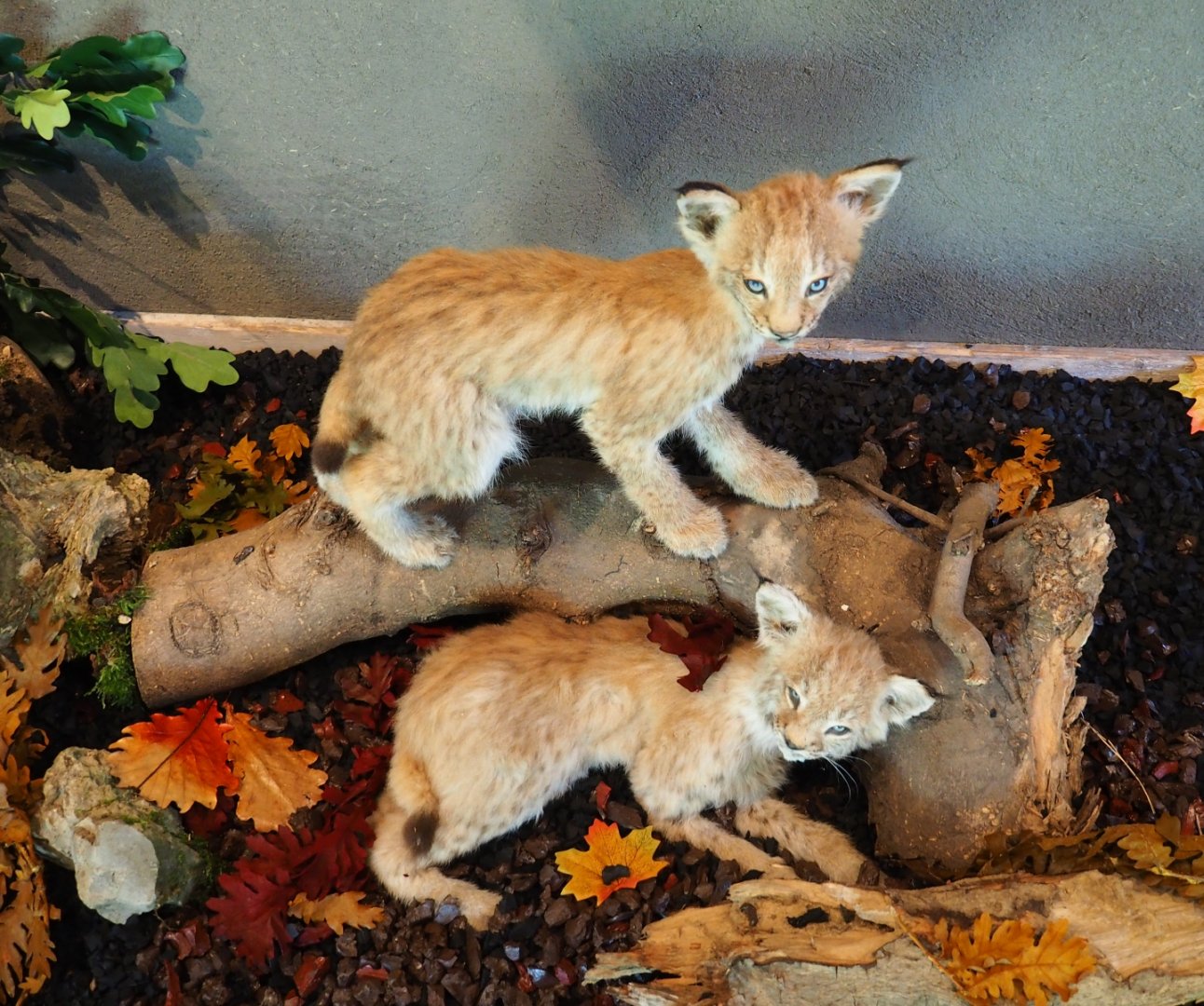 Taxidermied Eurasian lynx (Lynx lynx lynx) cubs (Oct 13th, 2018)