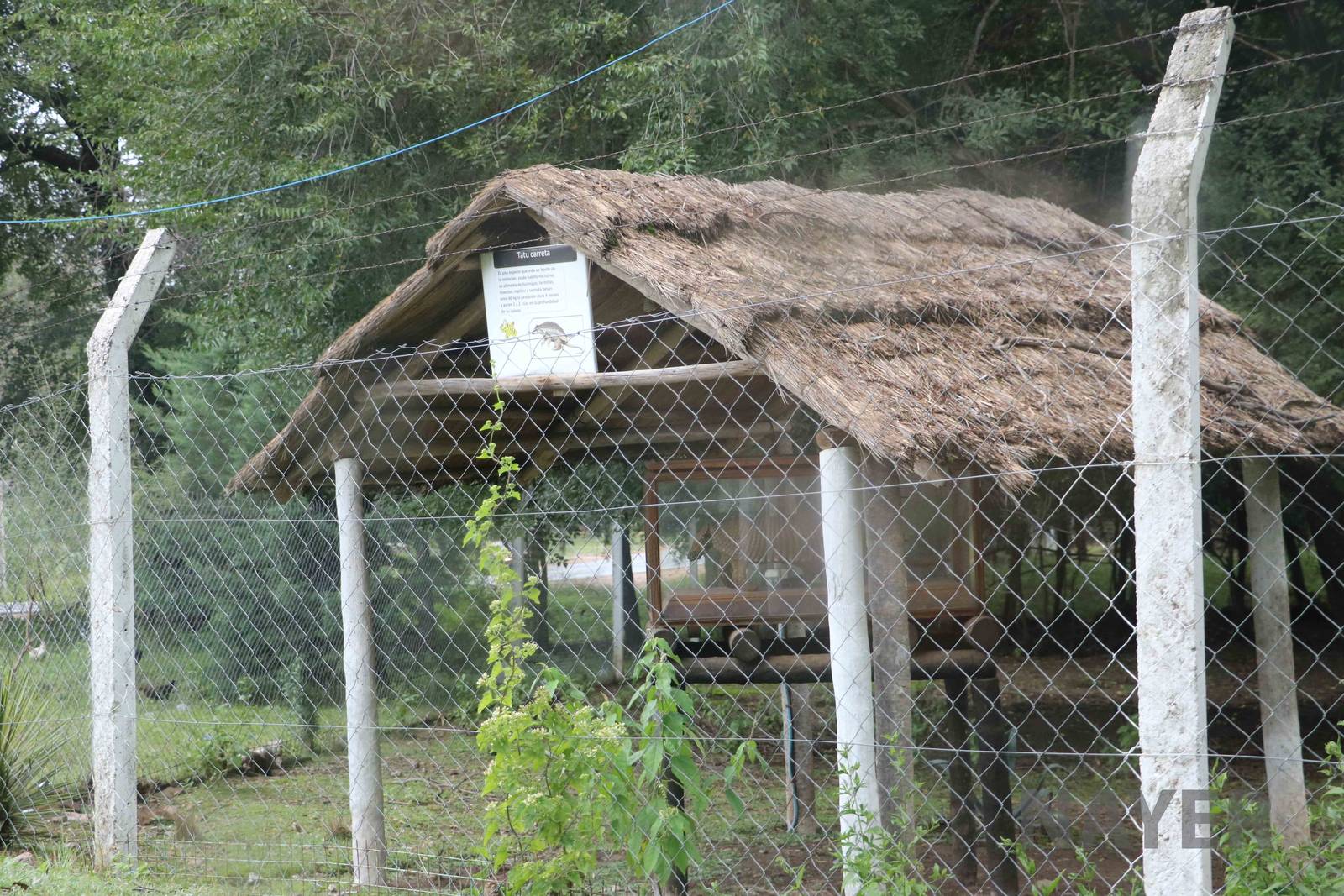 Taxidermied giant armadillo - Tatu Carreta, April 2016.