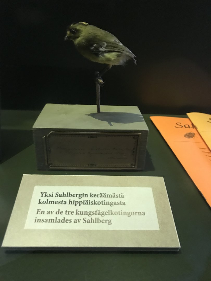 Taxidermied Kingleet calyptura, Finnish Museum of National History