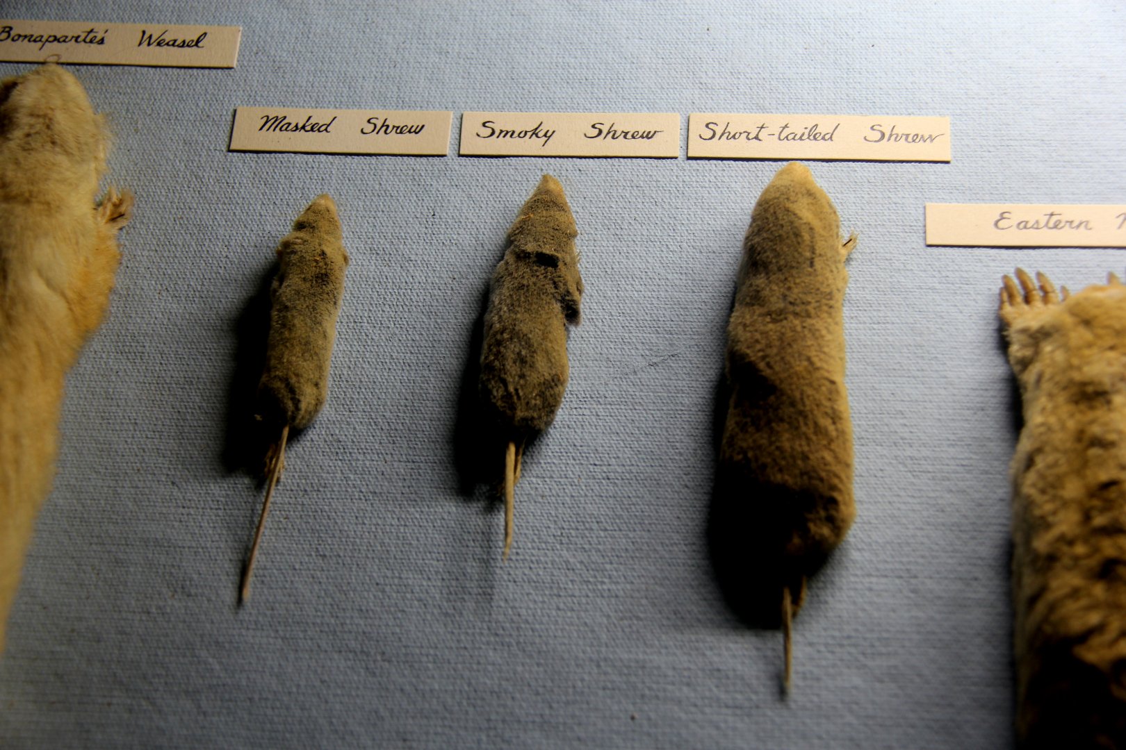 taxidermied masked shrew (Sorex cinereus), smoky shrew (Sorex fumeus) and northern short-tailed shrew (Blarina brevicauda)