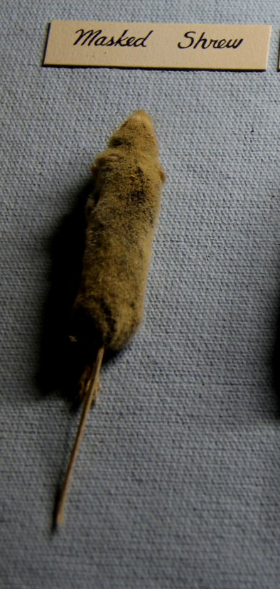 taxidermied masked shrew (Sorex cinereus)