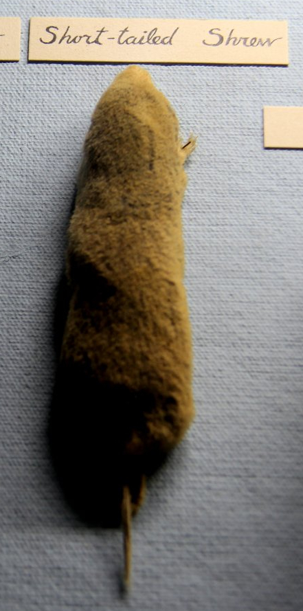 taxidermied northern short-tailed shrew (Blarina brevicauda)