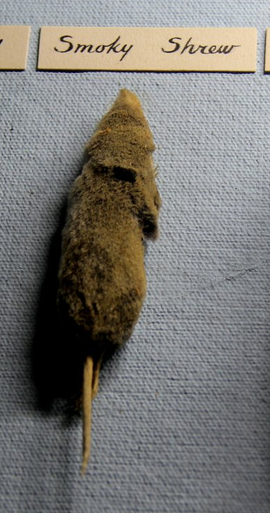 taxidermied smoky shrew (Sorex fumeus)