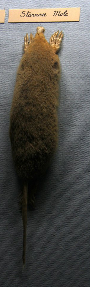 taxidermied star-nosed mole (Condylura cristata)