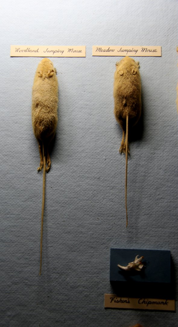 taxidermied woodland jumping mouse (Napaeozapus insignis) and meadow jumping mouse (Zapus hudsonius)