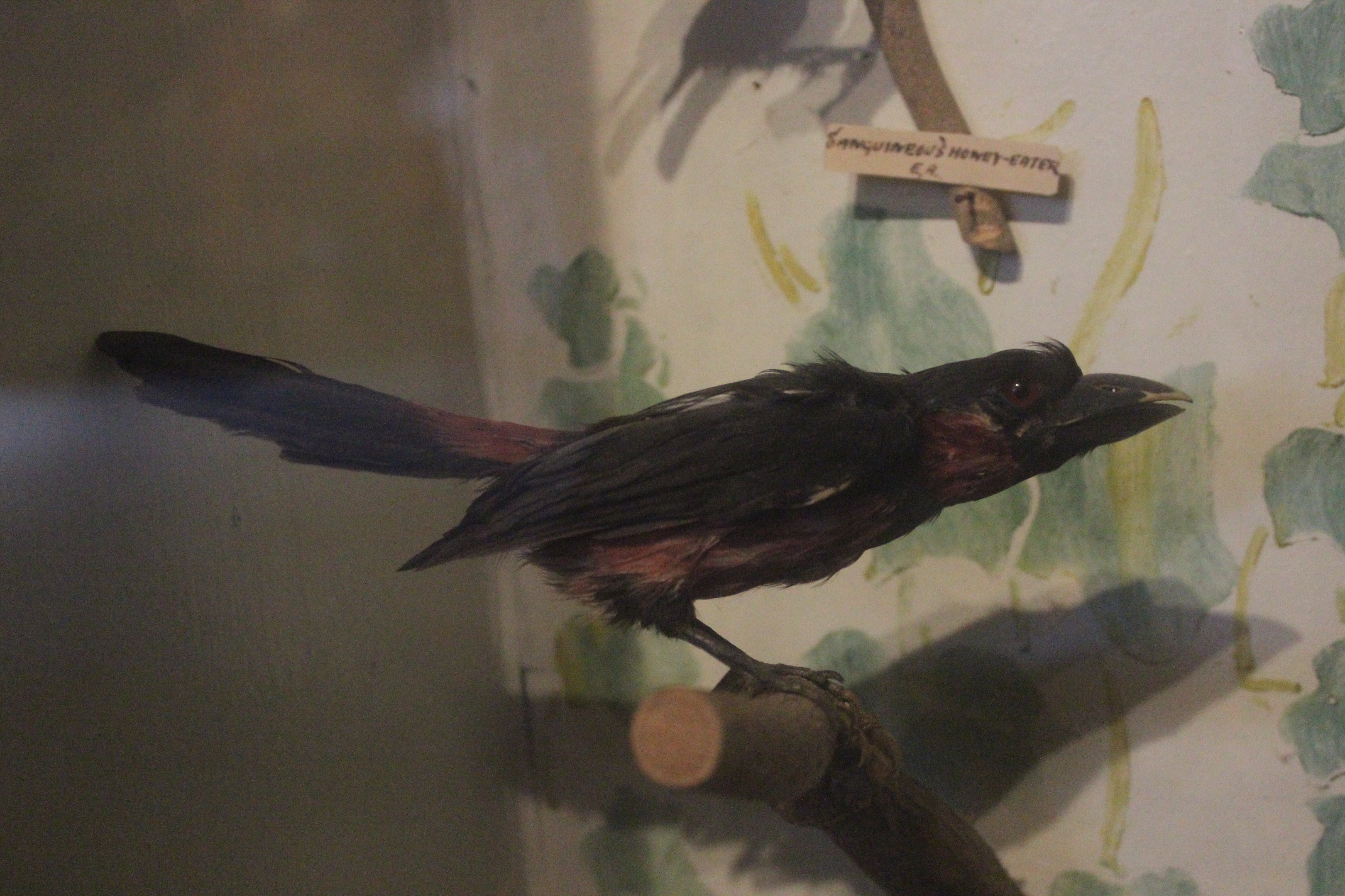Taxidermy African Barbet (?), Kahutara Taxidermy Gallery
