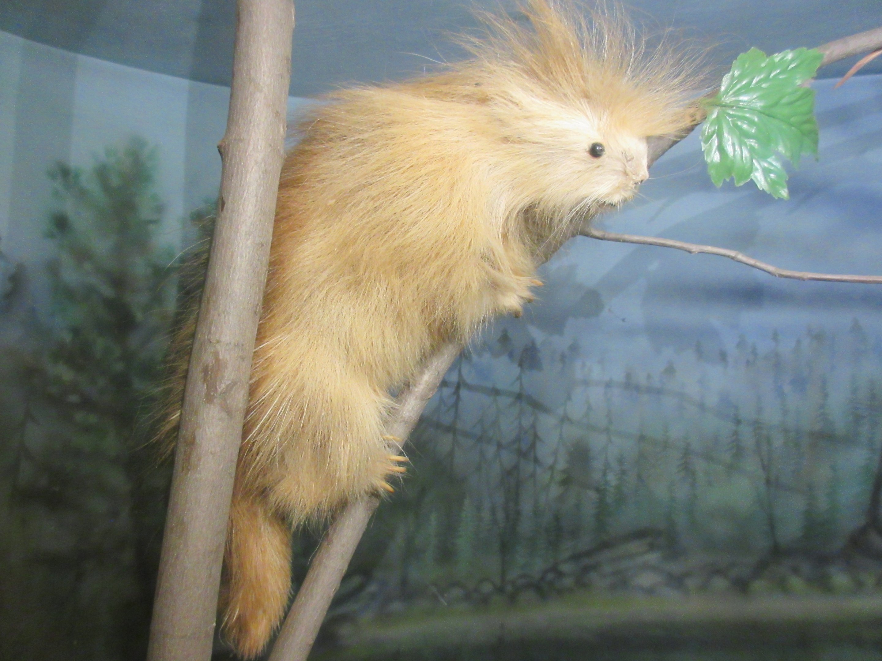 Taxidermy: Albino Porcupine
