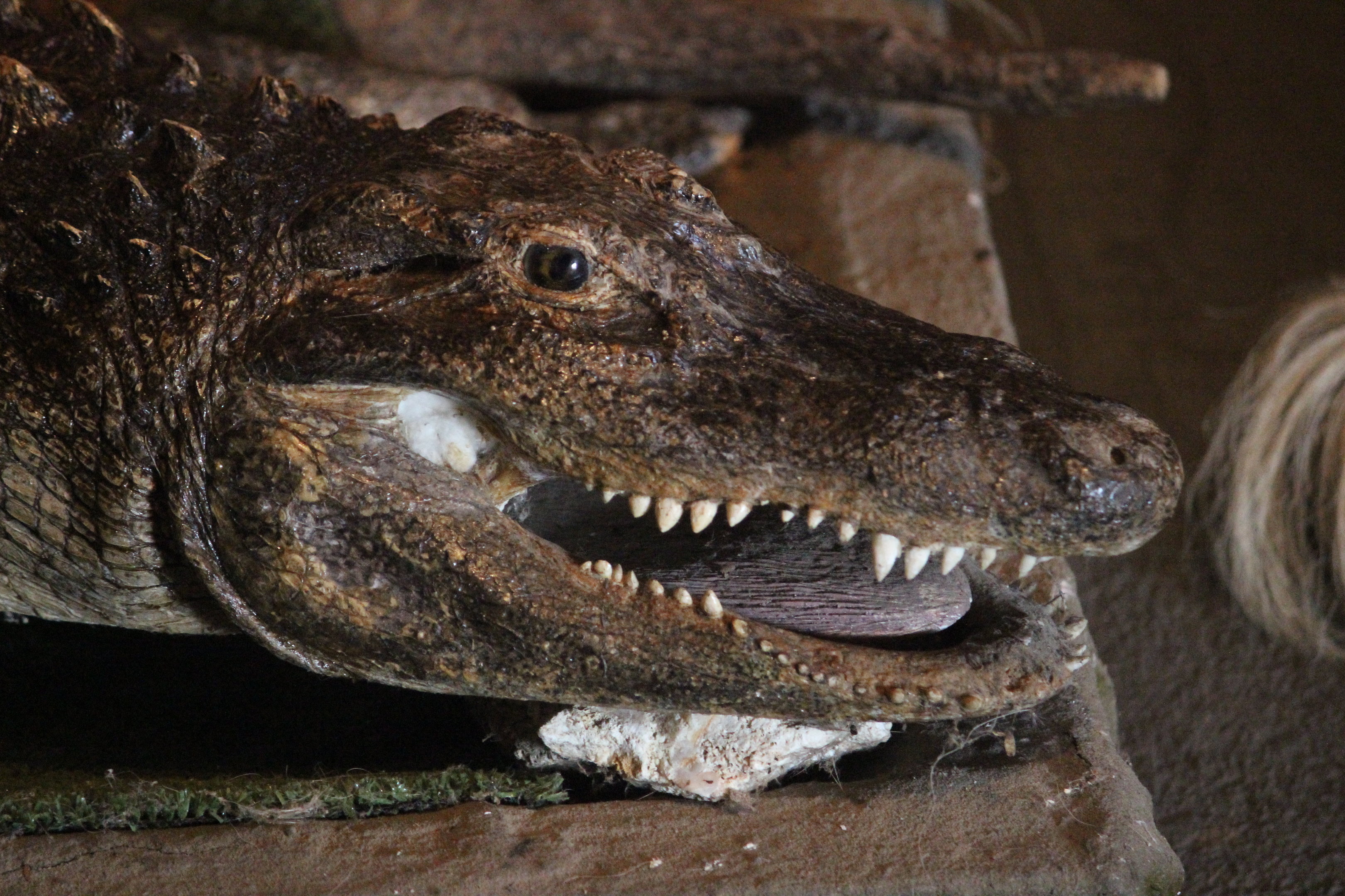Taxidermy American Alligator, Kahutara Taxidermy Gallery