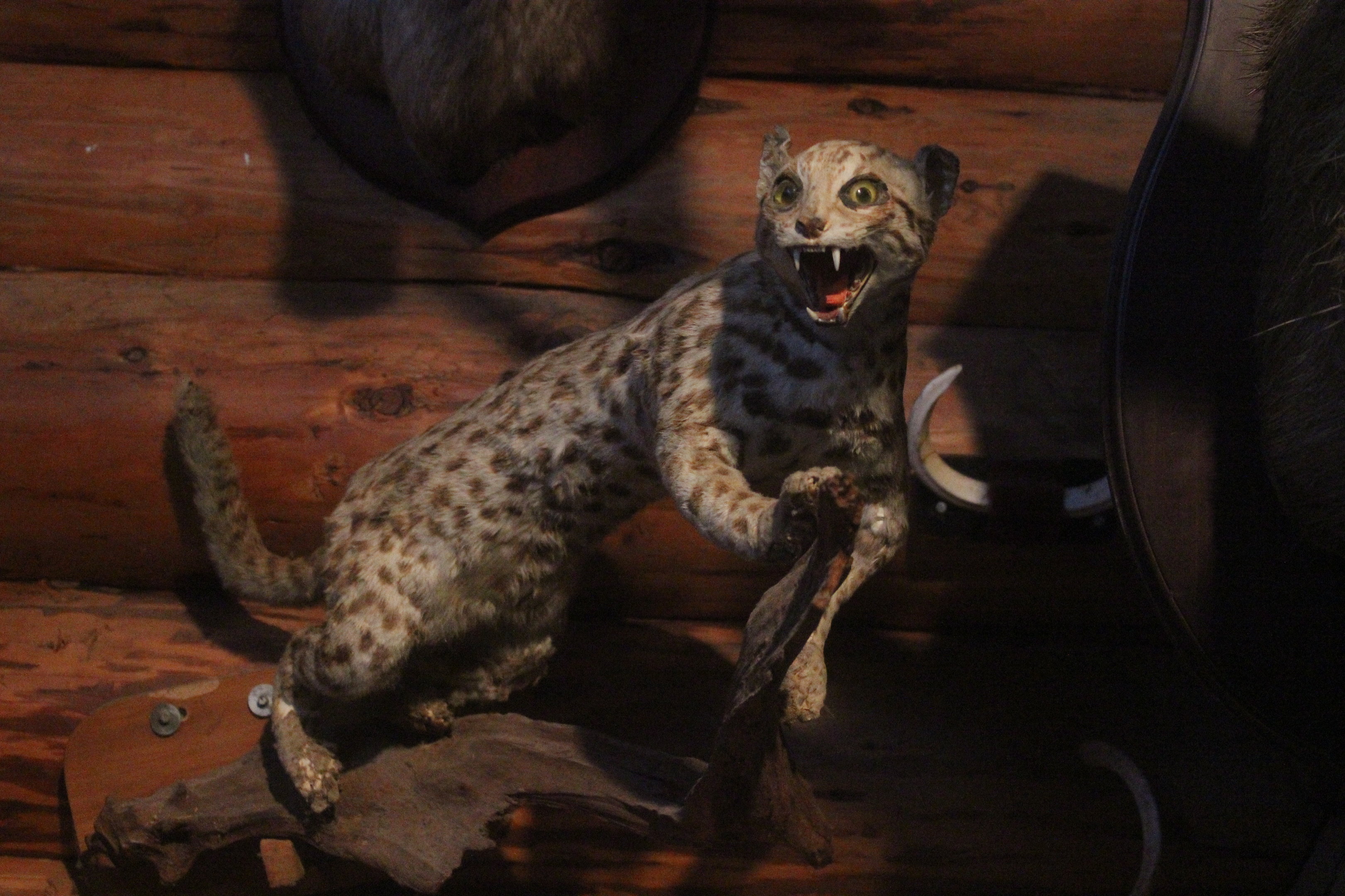Taxidermy Asian Leopard Cat (?), Kahutara Taxidermy Gallery
