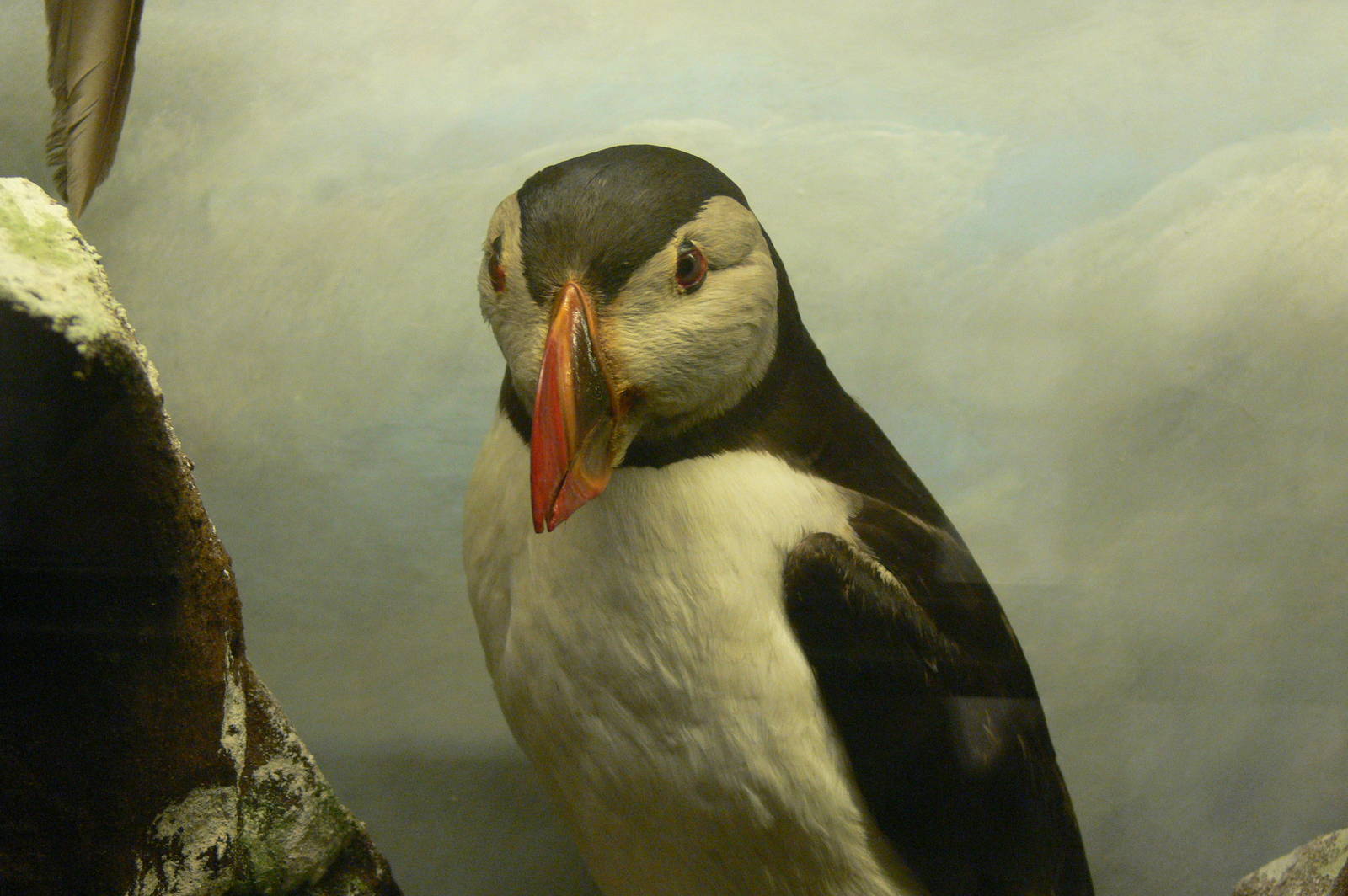 (Taxidermy) Atlantic Puffin at Manchester Museum, 07/01/15