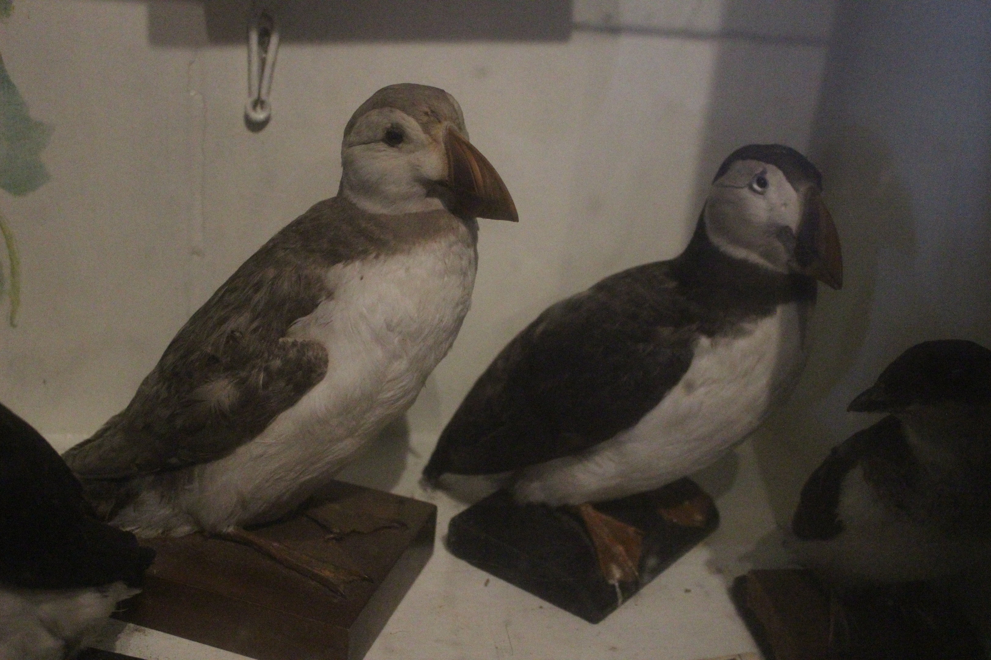 Taxidermy Atlantic Puffin, Kahutara Taxidermy Gallery