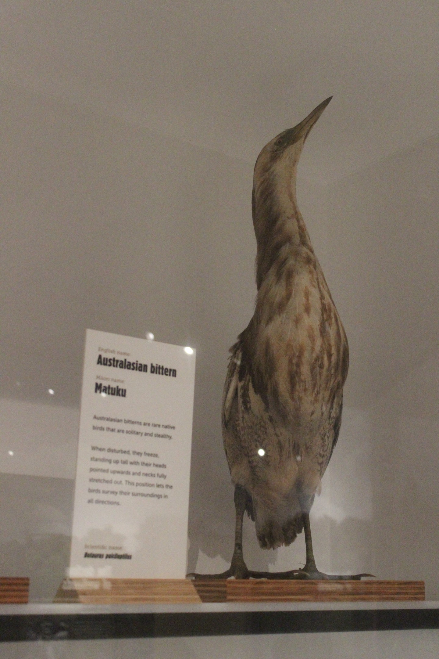 Taxidermy Australasian Bittern