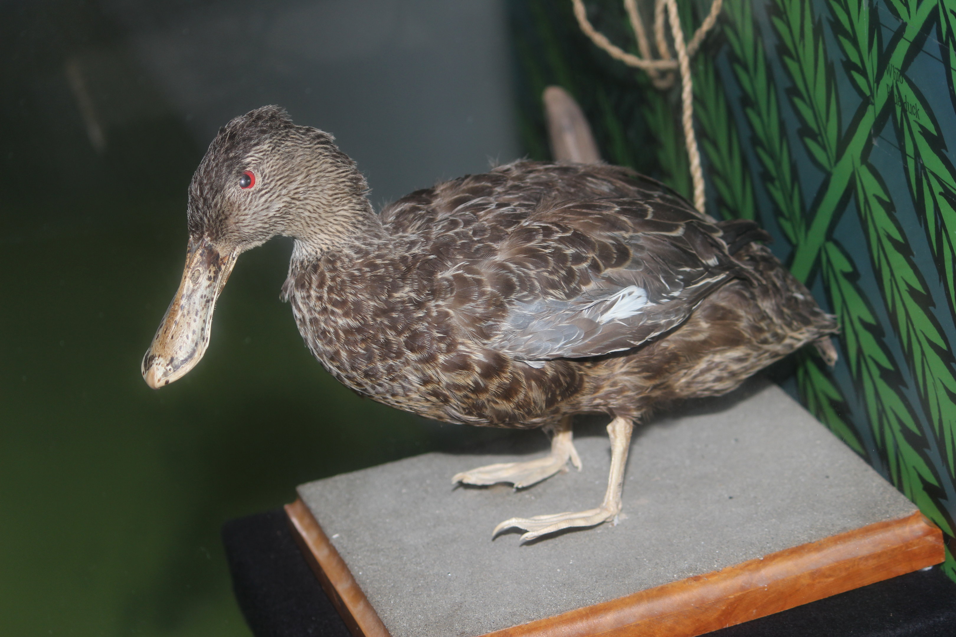 Taxidermy Australasian Shoveler, Pātaka Museum of Arts & Cultures