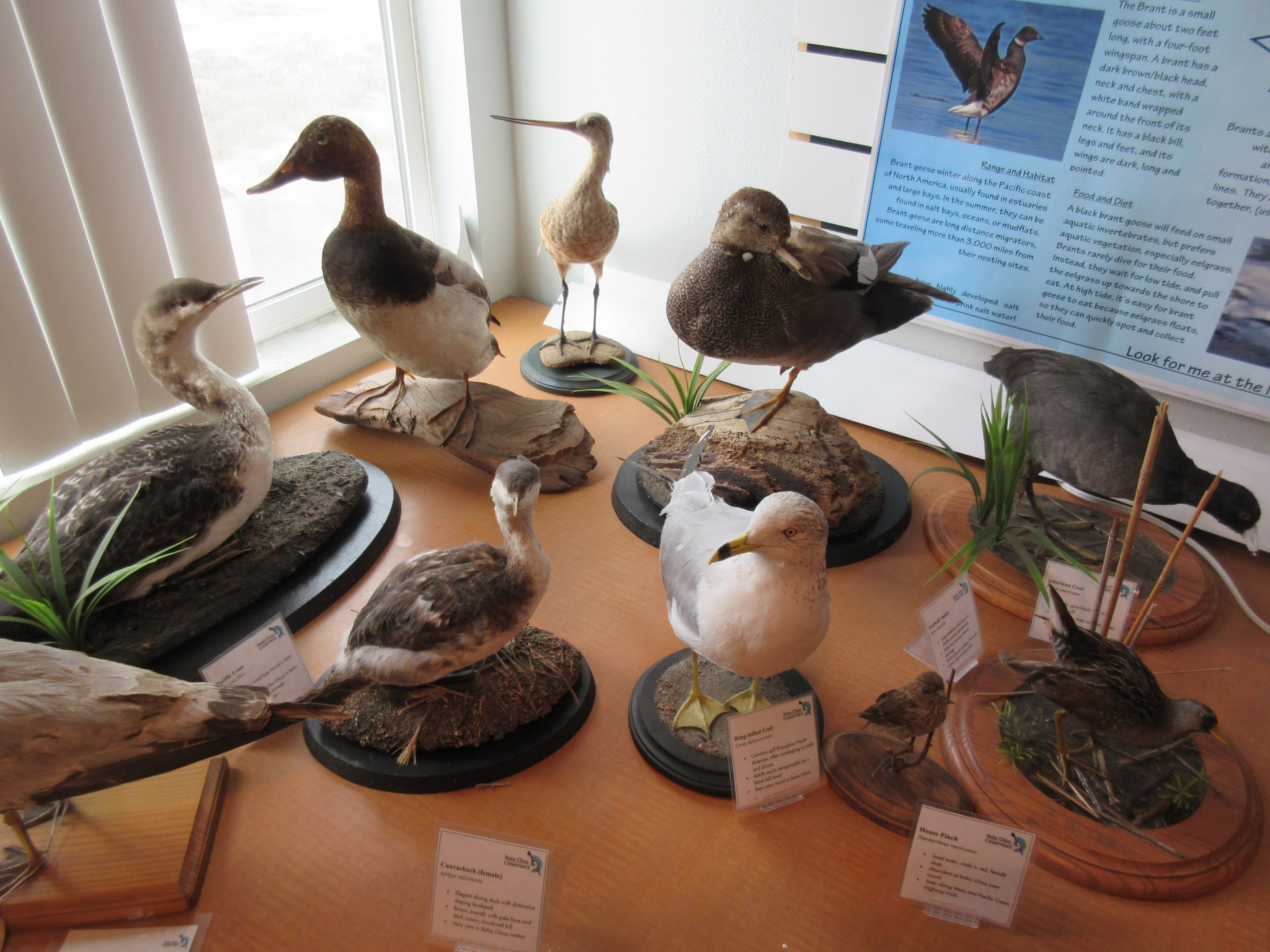 Taxidermy Bird Specimens