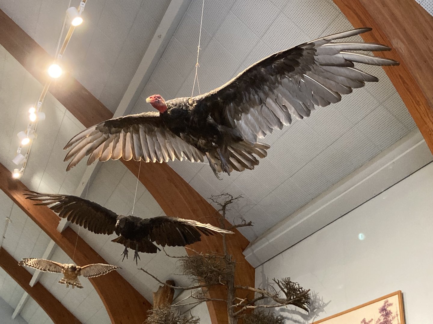 Taxidermy birds hanging from ceiling