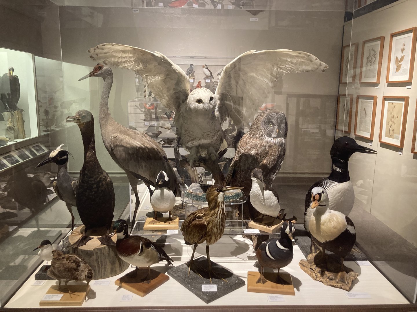 Taxidermy Birds