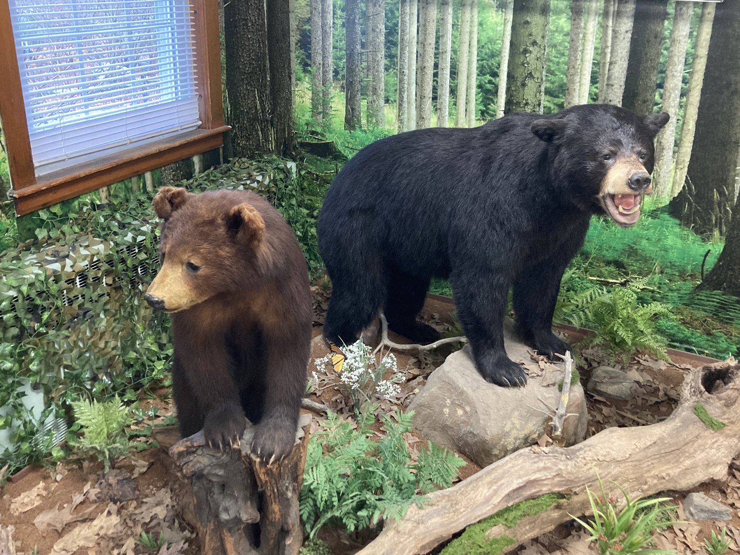 Taxidermy Black Bears