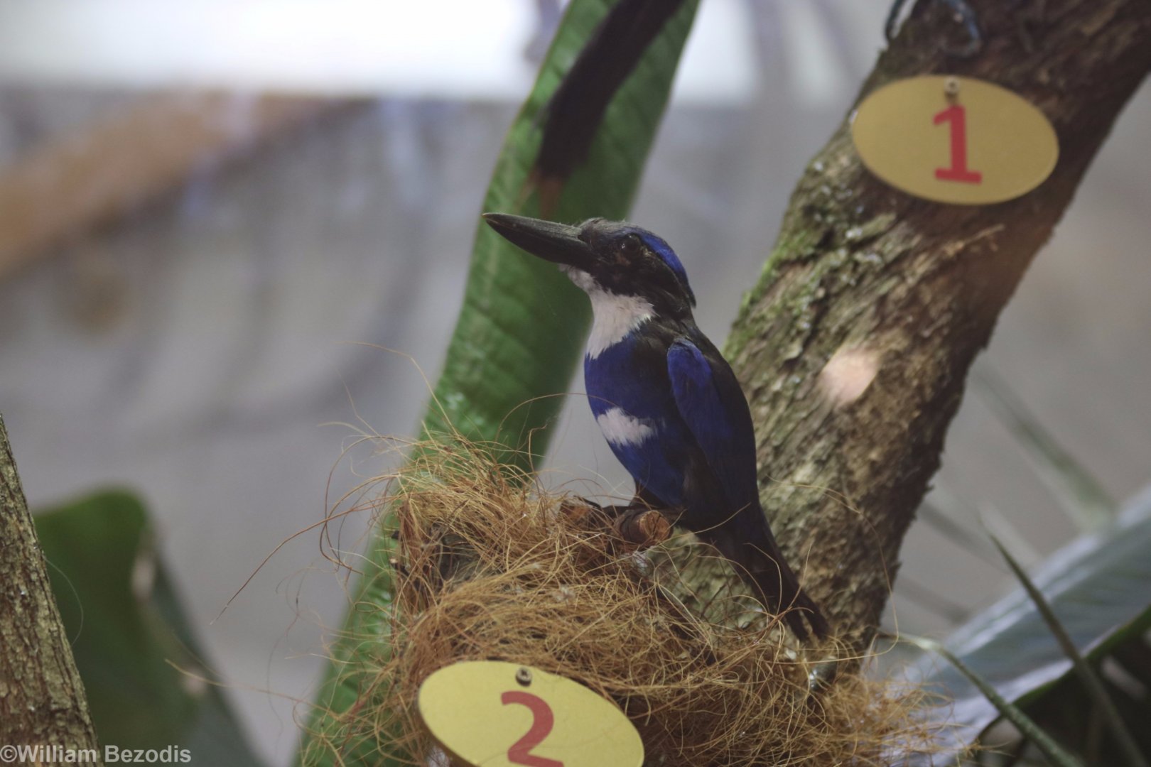 Taxidermy Blue-black Kingfisher Todiramphus nigrocyaneus (signed as Halcyon nigrocyanea)