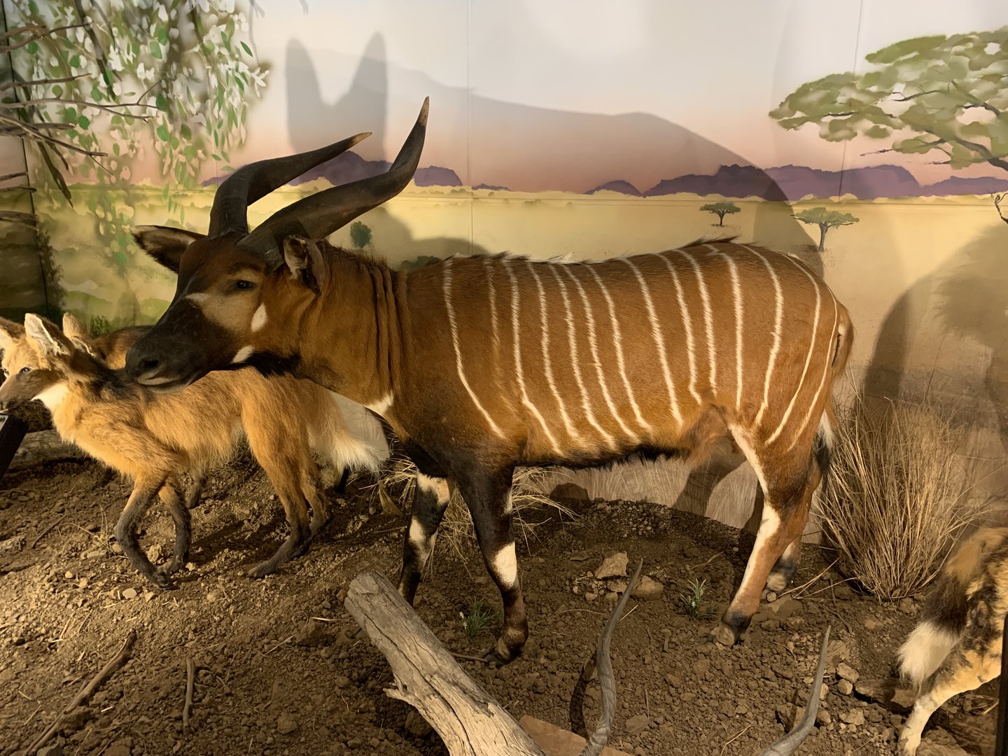 Taxidermy Bongo