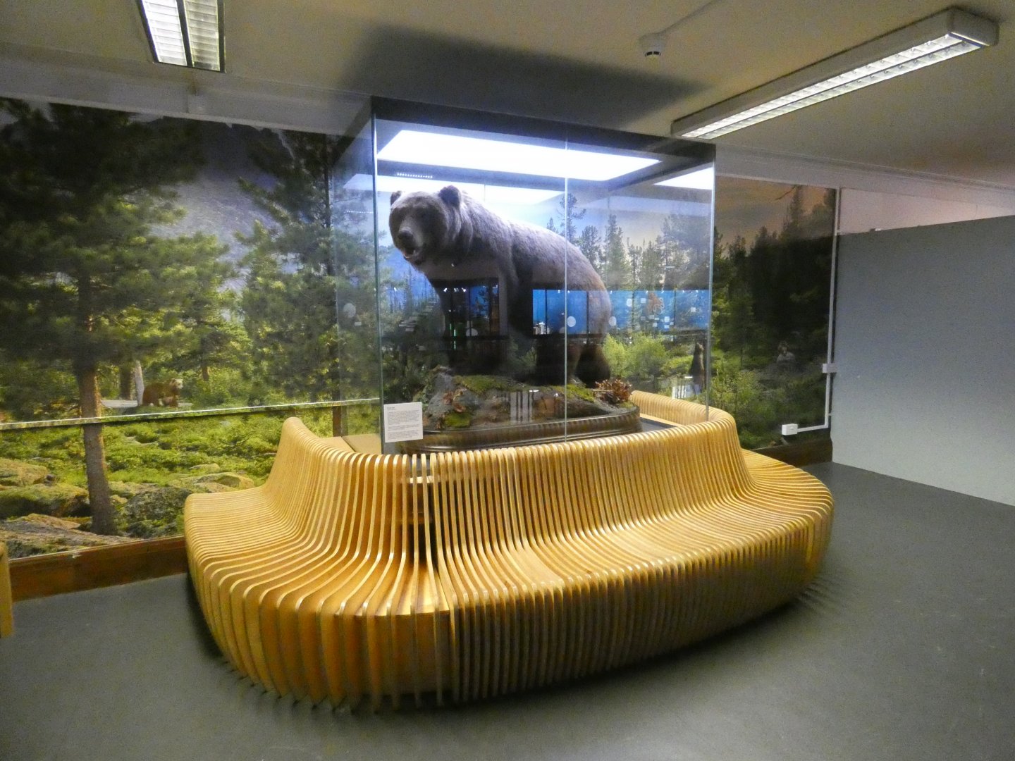 Taxidermy brown bear