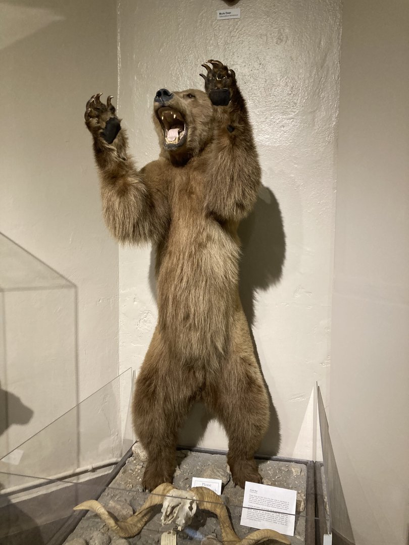 Taxidermy Brown Bear