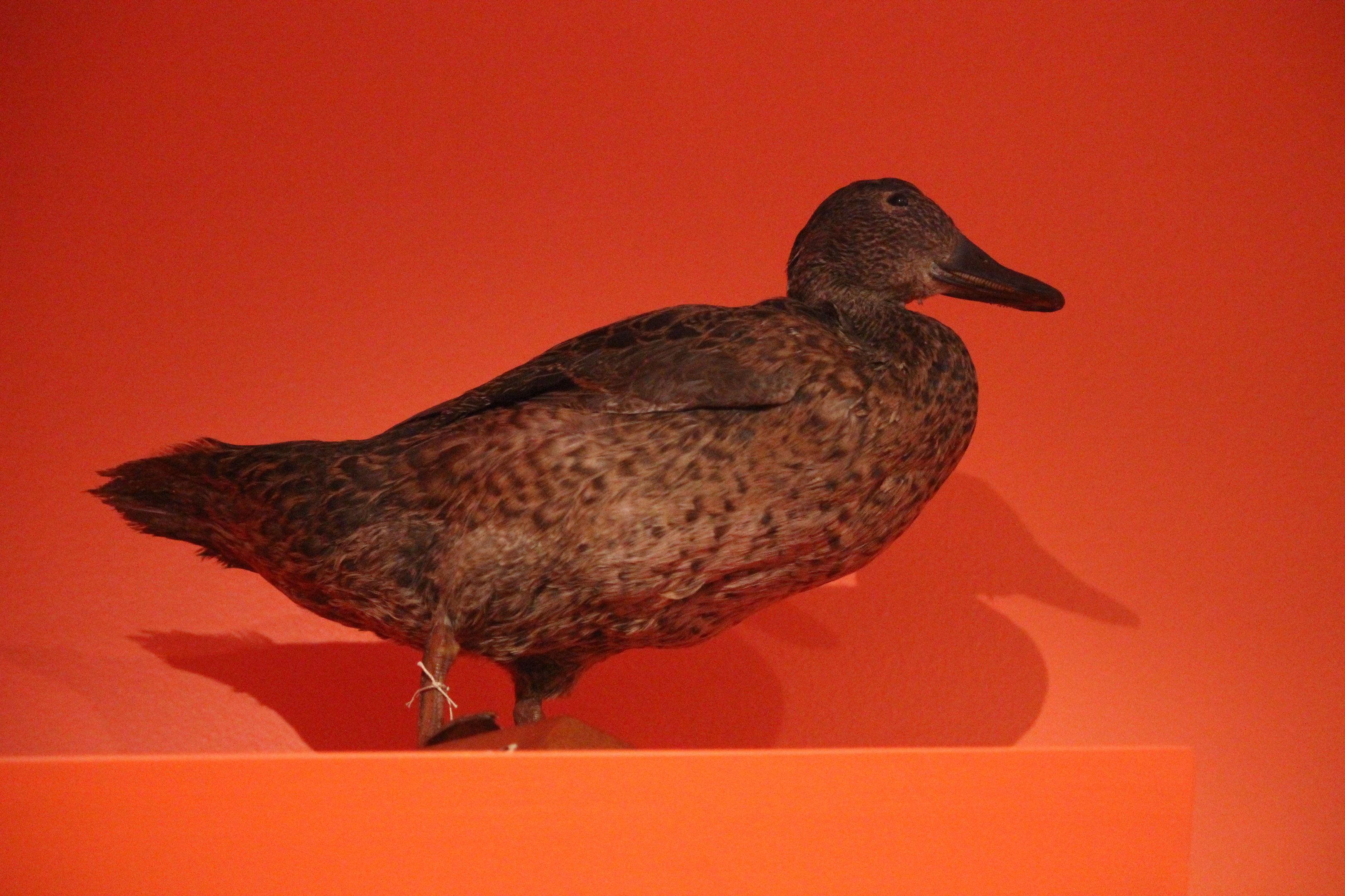 Taxidermy Brown Teal, Aratoi Museum of Art & History