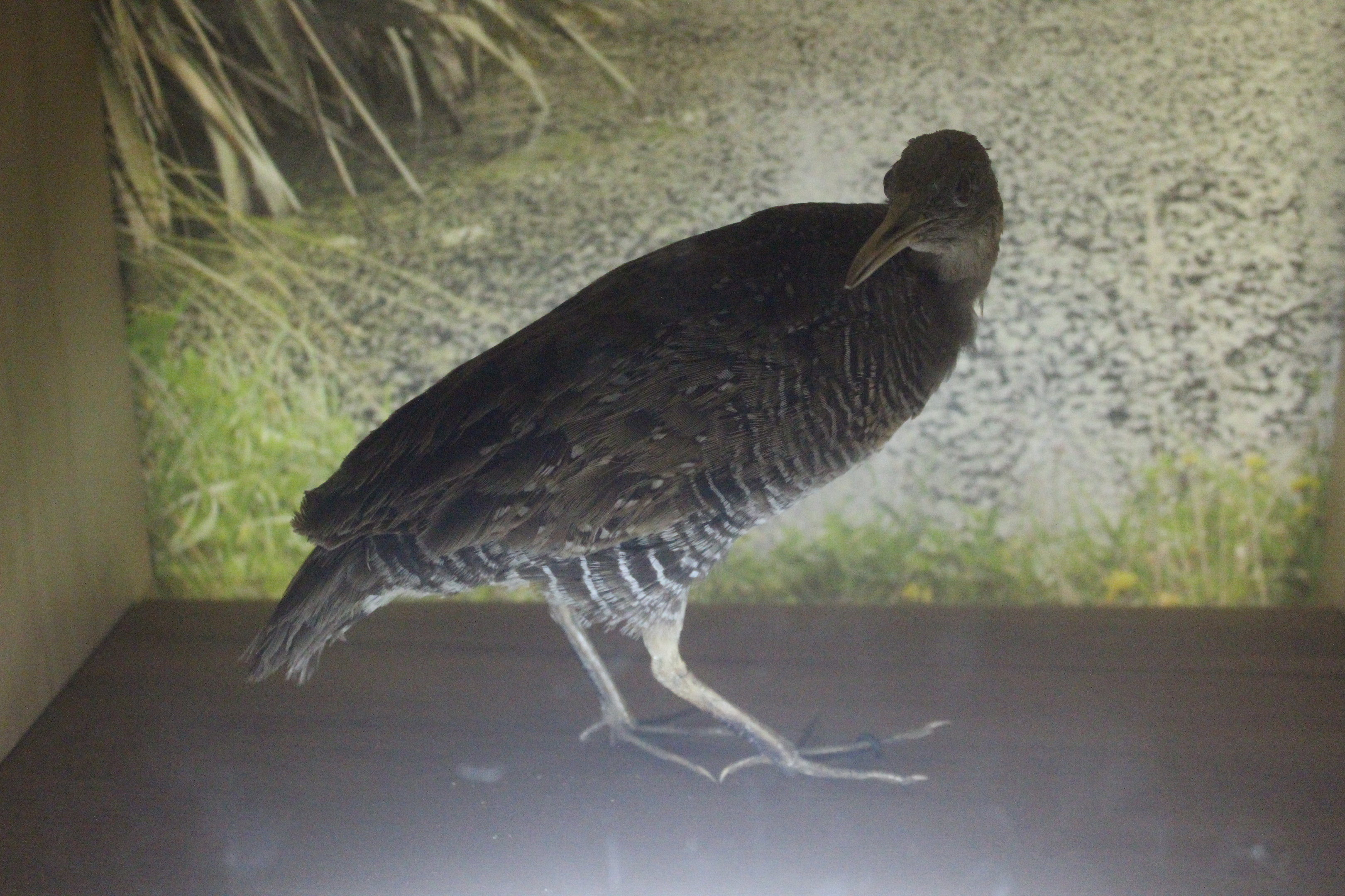 Taxidermy Buff-banded Rail