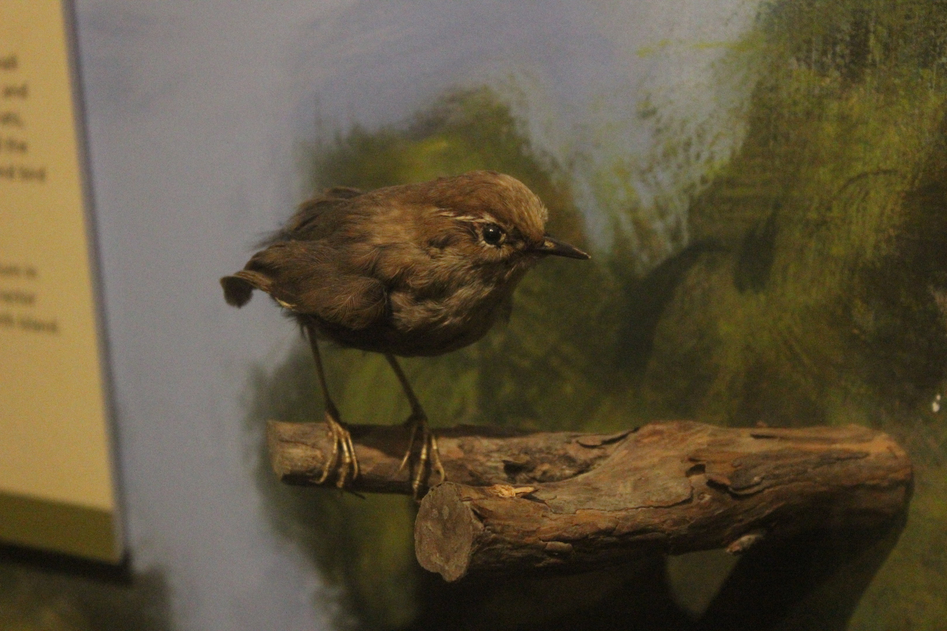 Taxidermy Bush Wren, Whanganui Regional Museum