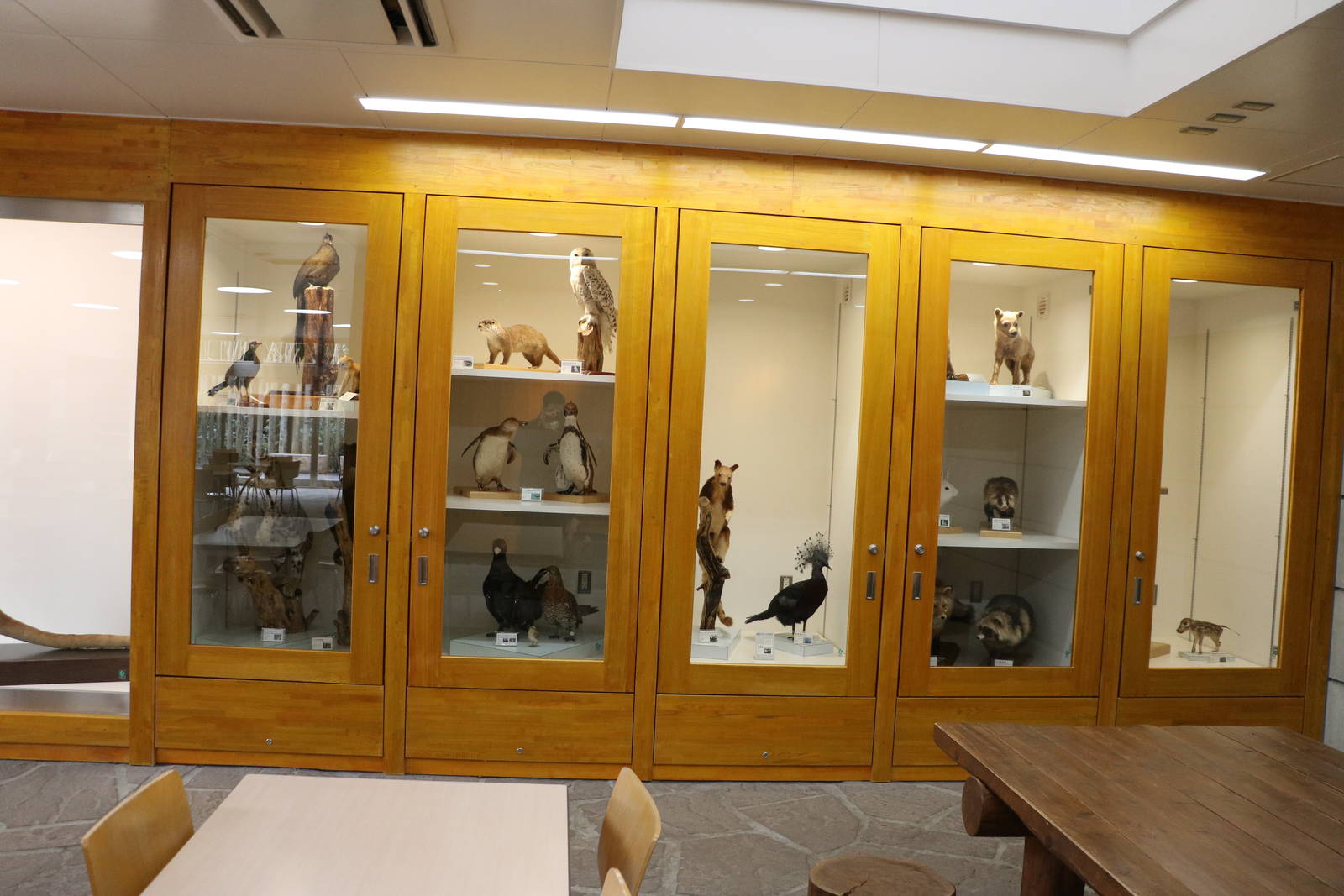 Taxidermy cabinets, February 2016