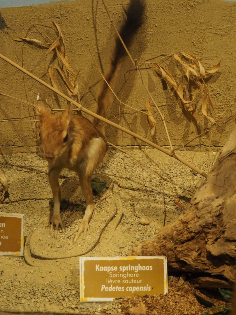 Taxidermy Cape springhare (Pedetes capensis), 2019-08-04