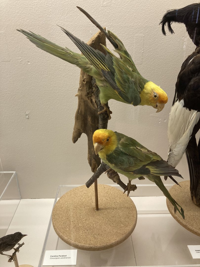 Taxidermy Carolina Parakeets