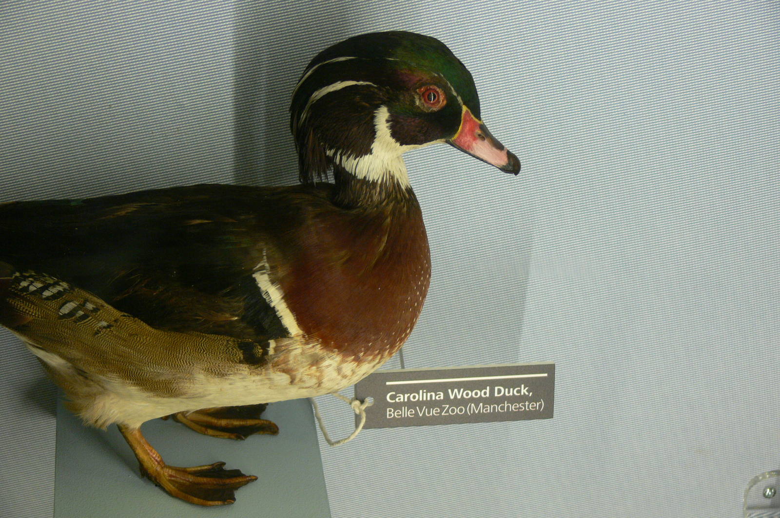 (Taxidermy) Carolina Wood Duck at Manchester Museum, 07/01/15