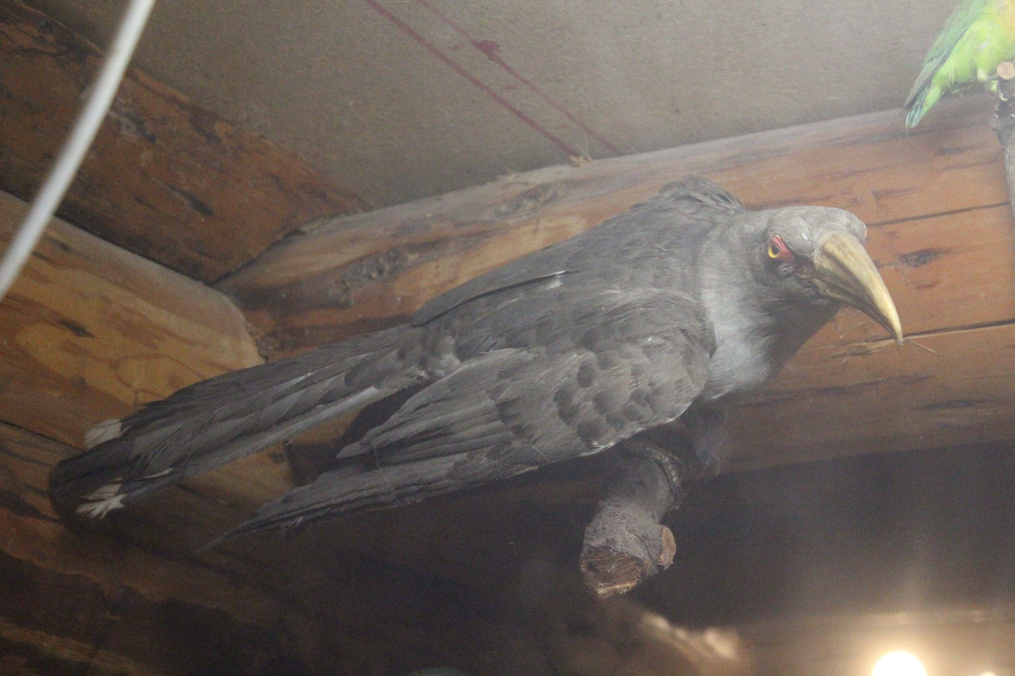 Taxidermy Channel-billed Cuckoo, Kahutara Taxidermy Gallery
