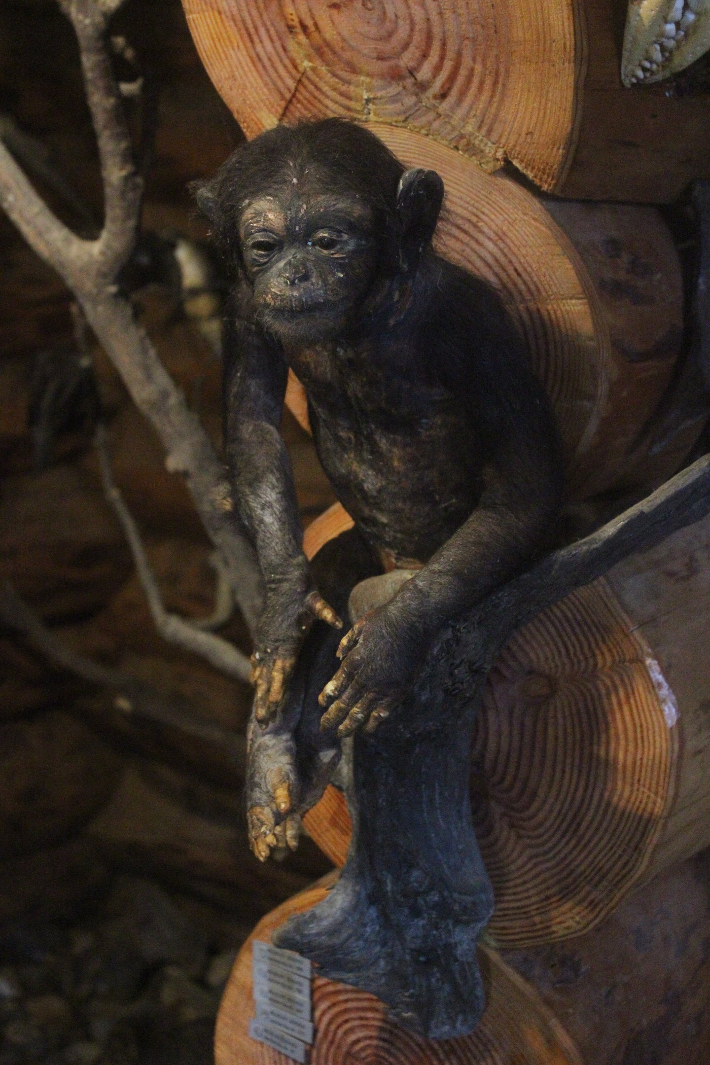 Taxidermy Chimpanzee baby, Kahutara Taxidermy Gallery