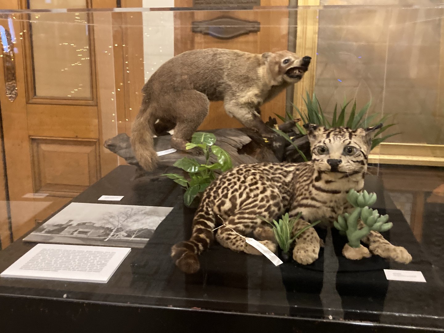 Taxidermy Coati and Ocelot (from Roger Williams Park Zoo Menagerie)