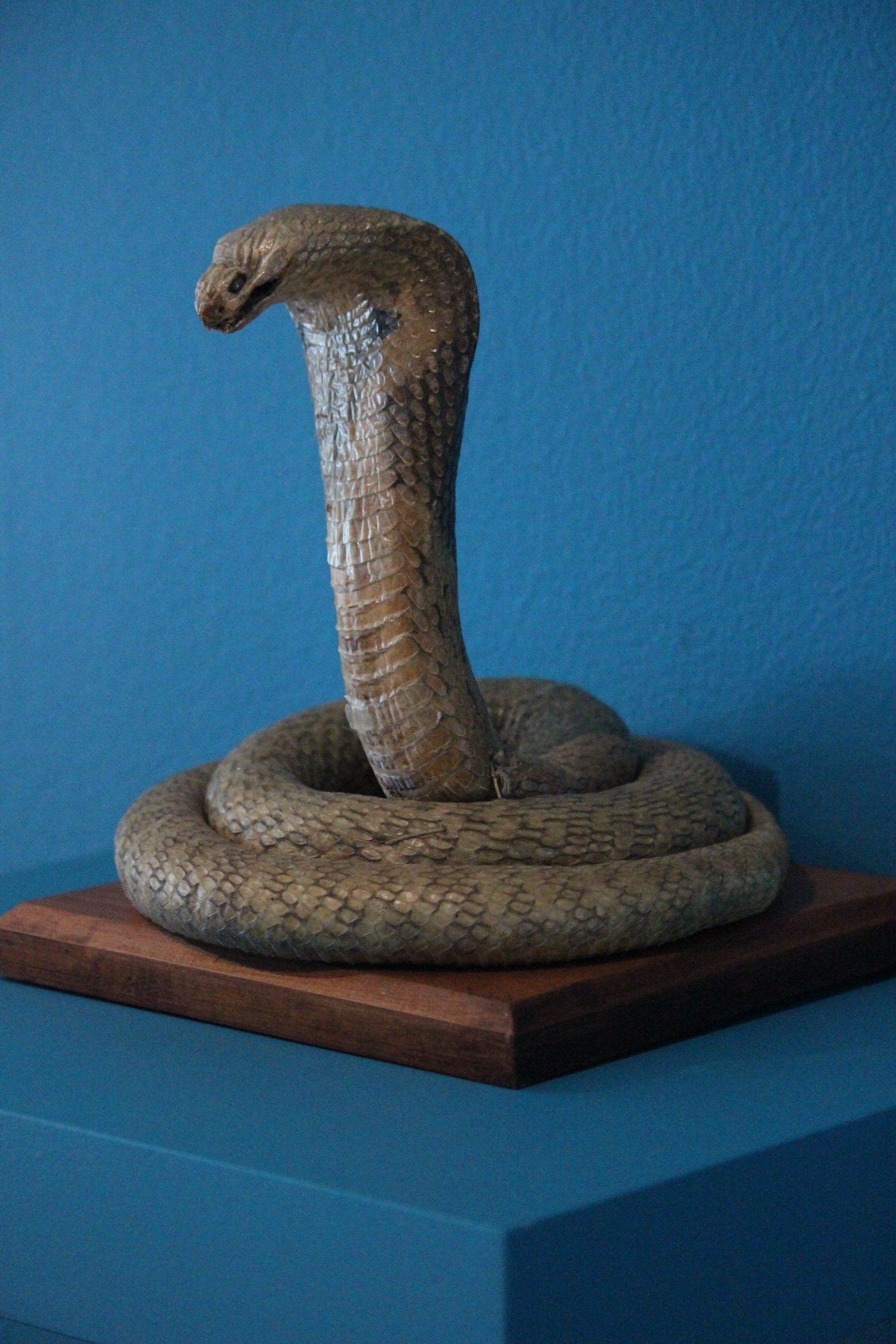 Taxidermy Cobra, The Dowse Art Museum