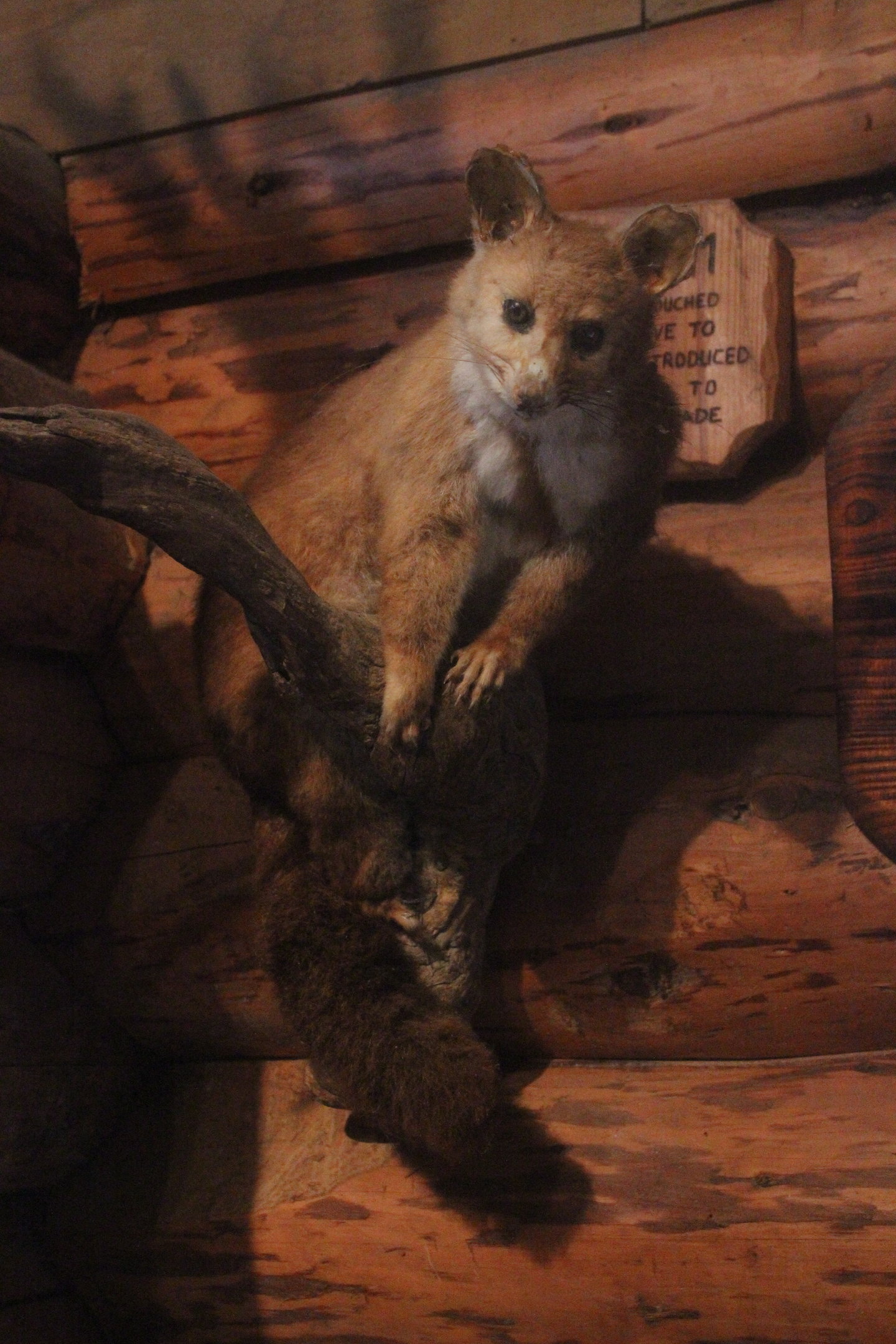 Taxidermy Common Brushtail Possum, Kahutara Taxidermy Gallery