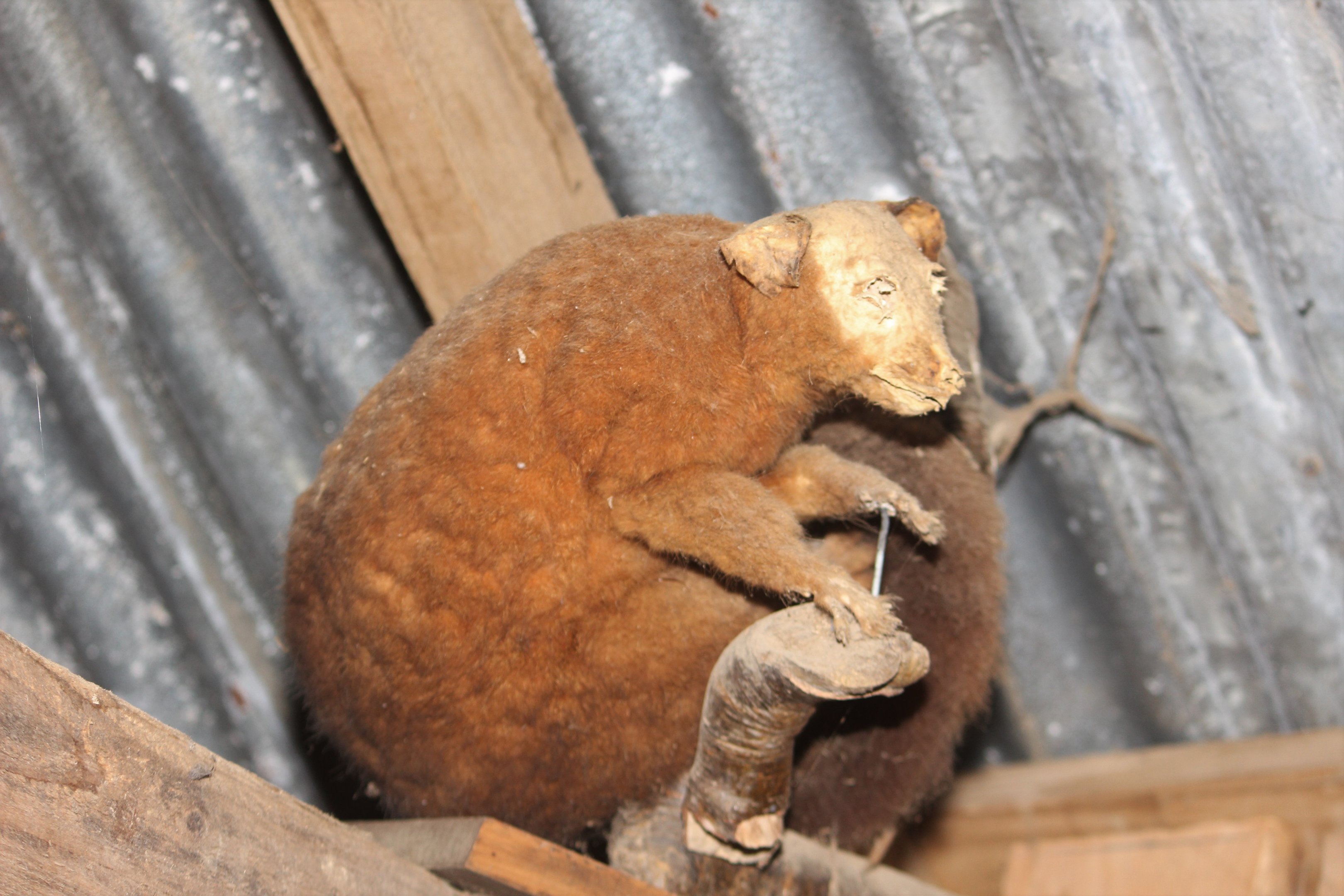 Taxidermy Common Brushtail Possum