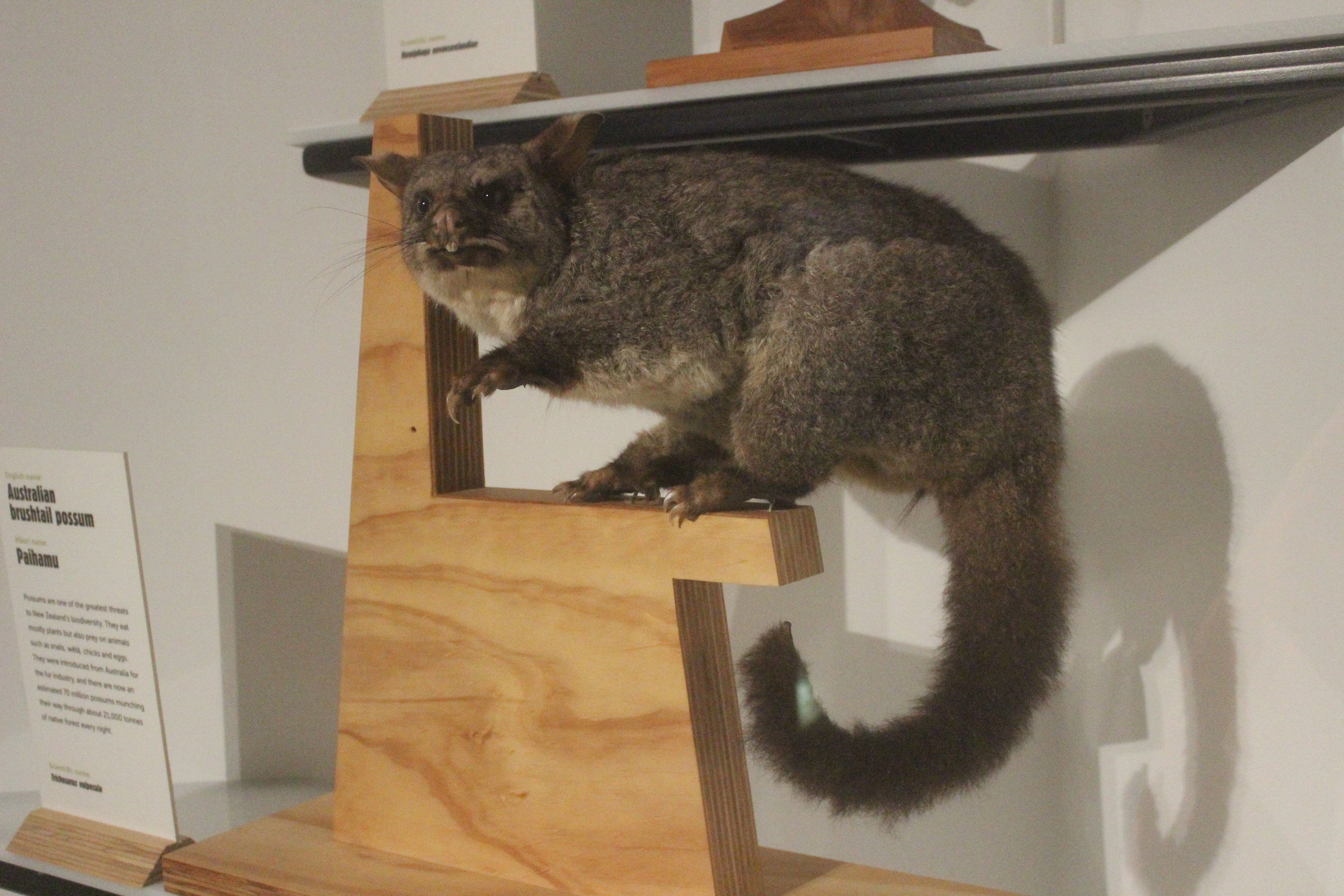 Taxidermy Common Brushtail Possum