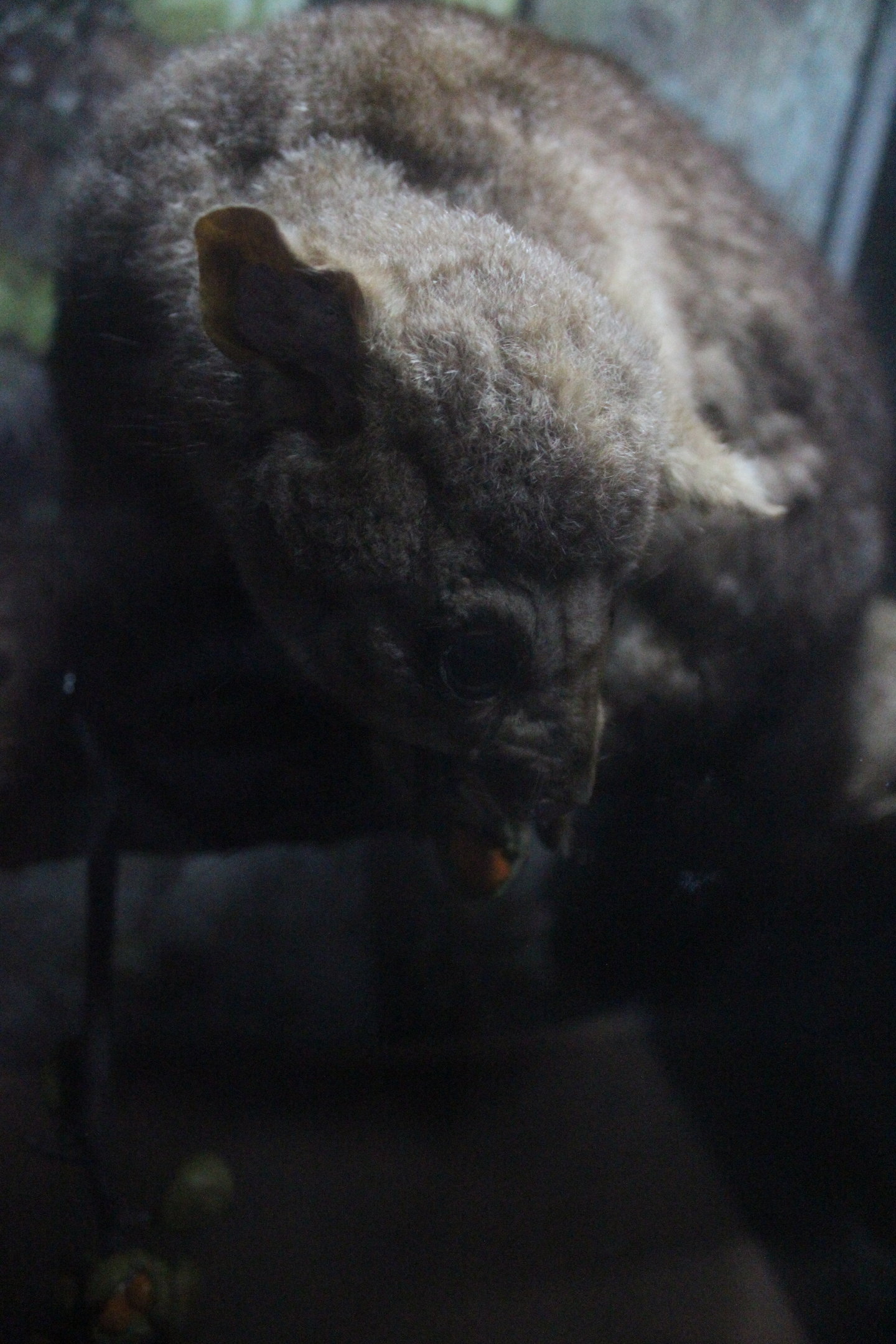 Taxidermy Common Brushtail Possum
