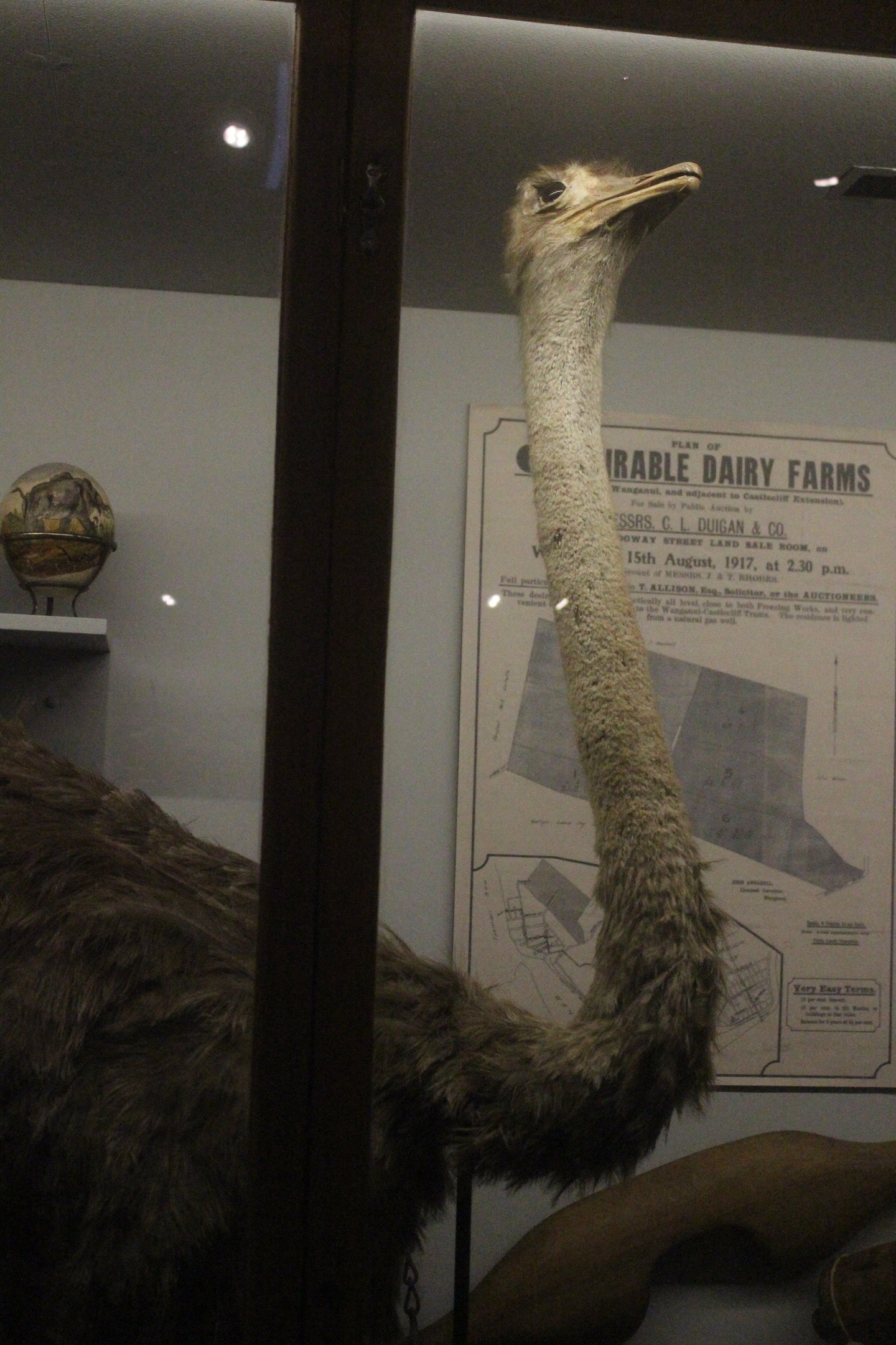 Taxidermy Common Ostrich female (died in NZ ~100 years ago), Whanganui Regional Museum