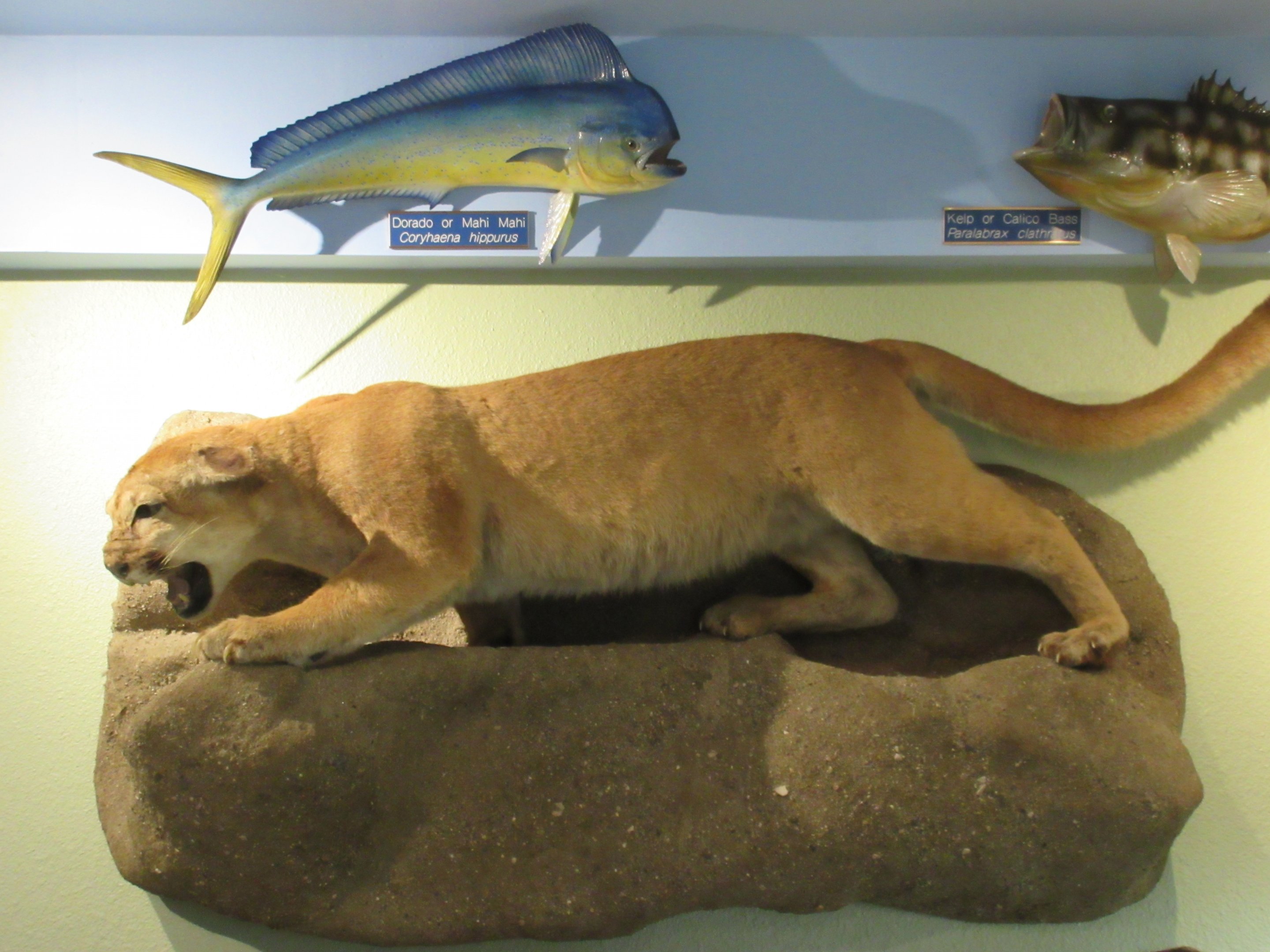 Taxidermy Cougar