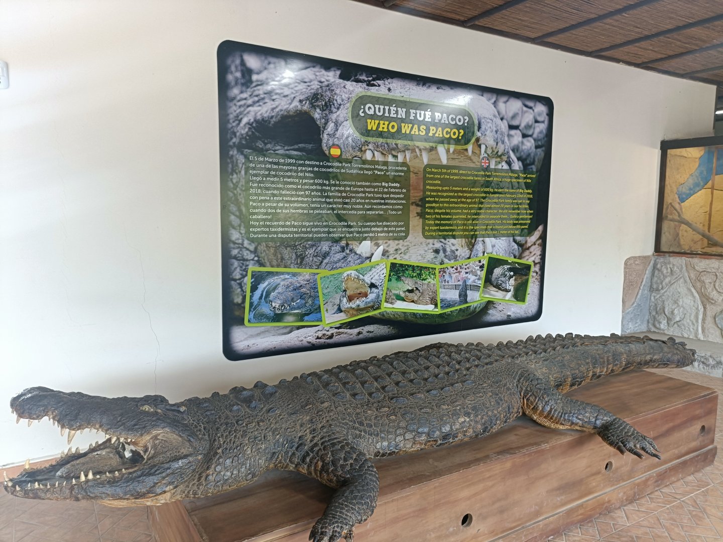Taxidermy - Crocodile park Torremolinos